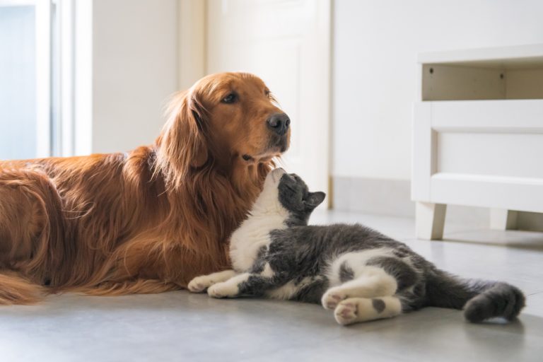 animals in distress